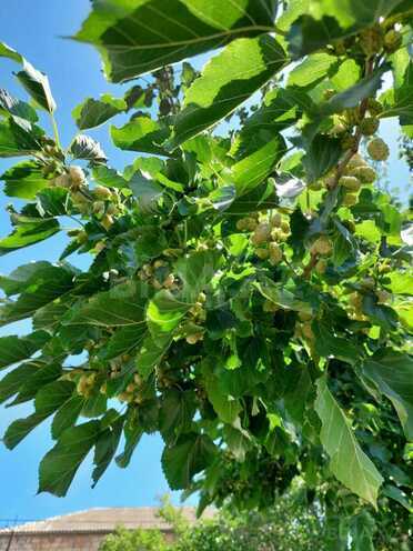 Satılır  torpaq 16 sot, Novxanı q., photo 24 from 28