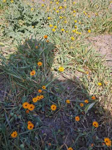 Satılır  torpaq 16 sot, Novxanı q., photo 9 from 28