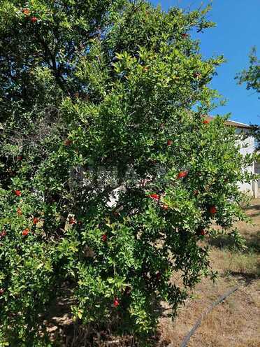 Satılır  torpaq 16 sot, Novxanı q., photo 26 from 28