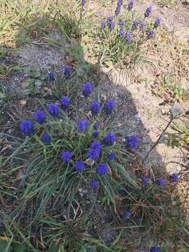 Satılır  torpaq 16 sot, Novxanı q., photo 8 from 28