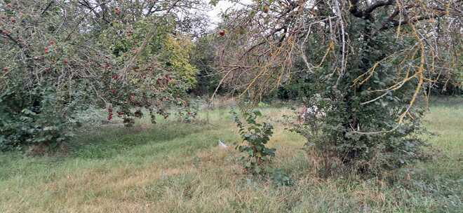 Продаётся  участок 25 сот, photo 8 from 14