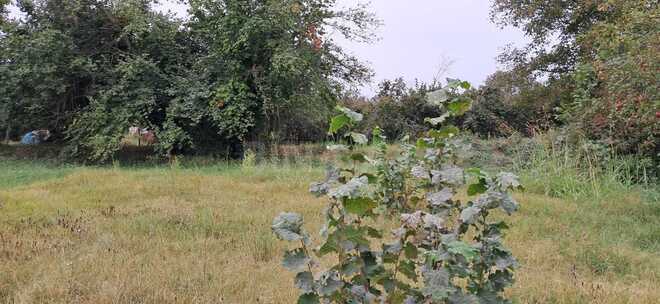 Продаётся  участок 25 сот, photo 4 from 14