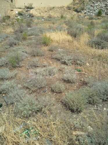 Satılır  torpaq 6.2 sot, Badamdar q., photo 4 from 6