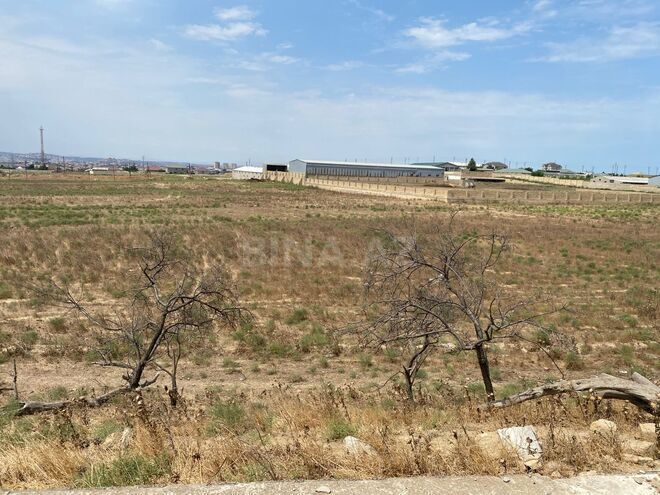 Продаётся  участок 250 сот, пос. Мамедли, photo 3 from 5