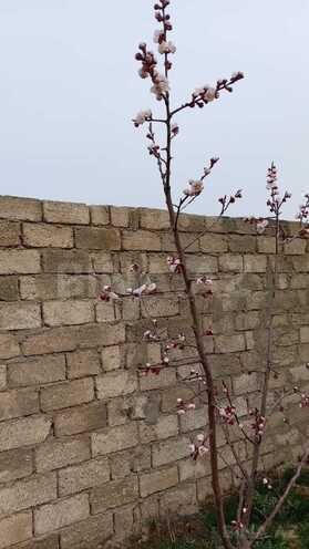 Продаётся 1-комн. дом/дача 40 м², пос. Савалан, photo 5 from 9