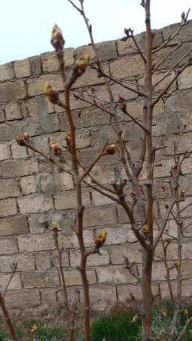 Продаётся 1-комн. дом/дача 40 м², пос. Савалан, photo 4 from 9