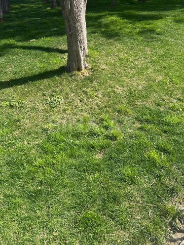 Продаётся  участок 5 сот, пос. Шаган, photo 6 from 7