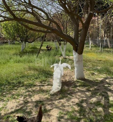 Продаётся 6-комн. дом/дача 400 м², пос. Бадамдар, photo 23 from 31