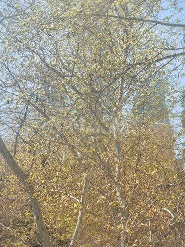 Satılır 3 otaqlı köhnə tikili 80 m², İçəri Şəhər m., photo 9 from 30