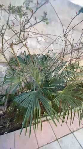 Satılır 4 otaqlı həyət evi/bağ evi 110 m², Biləcəri q., photo 14 from 17