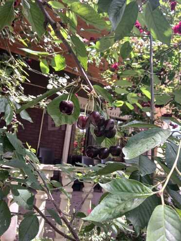 Satılır 6 otaqlı həyət evi/bağ evi 400 m², Novxanı q., photo 16 from 22