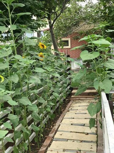 Satılır 5 otaqlı həyət evi/bağ evi 520 m², Nardaran q., photo 13 from 28