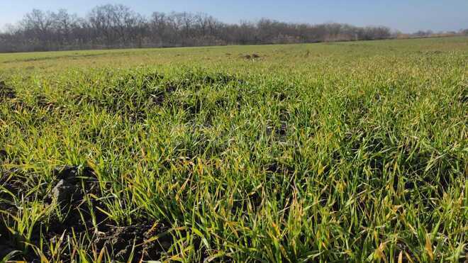 Продаётся  участок 126 сот, Хачмазский р., photo 5 from 6