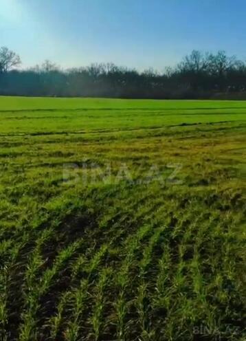 Продаётся  участок 126 сот, Хачмазский р., photo 3 from 6