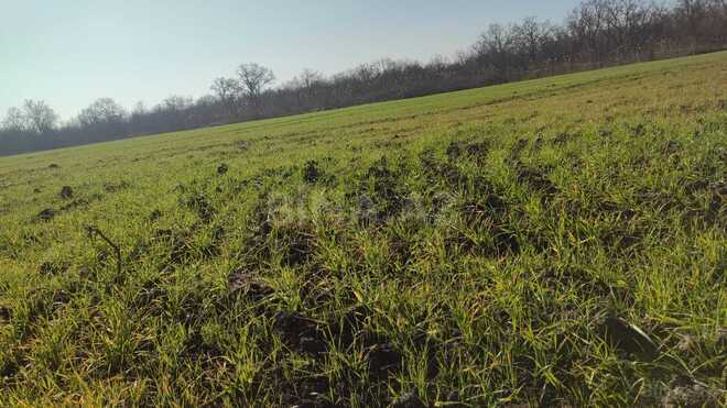 Продаётся  участок 126 сот, Хачмазский р., photo 4 from 6