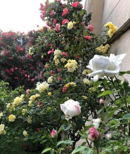 İcarəyə verilir 8 otaqlı həyət evi/bağ evi 750 m², Azadlıq Prospekti m., photo 6 from 26