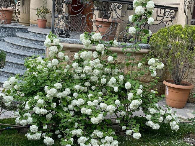 İcarəyə verilir 8 otaqlı həyət evi/bağ evi 750 m², Azadlıq Prospekti m., photo 4 from 26