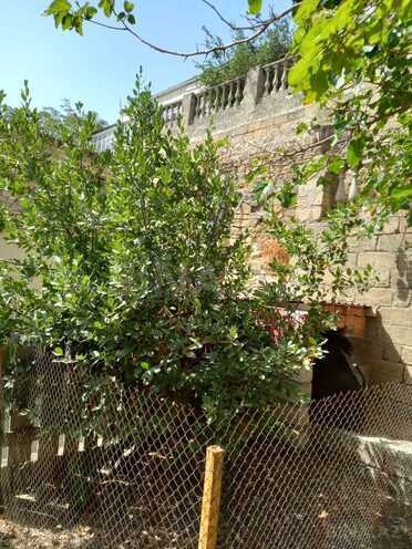 İcarəyə verilir 2 otaqlı həyət evi/bağ evi 70 m², Bayıl q., photo 14 from 16