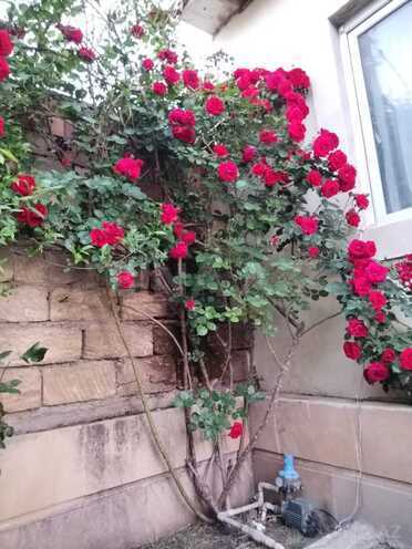 Satılır 4 otaqlı həyət evi/bağ evi 120 m², Novxanı q., photo 7 from 13