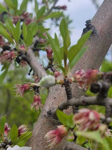 Продаётся  участок 800 сот, photo 6 from 25