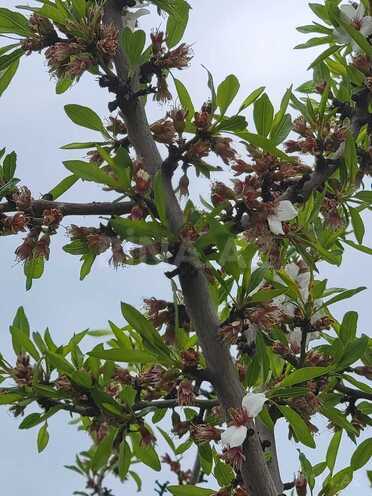 Продаётся  участок 800 сот, photo 23 from 25