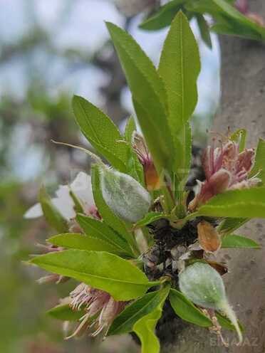 Продаётся  участок 800 сот, photo 24 from 25