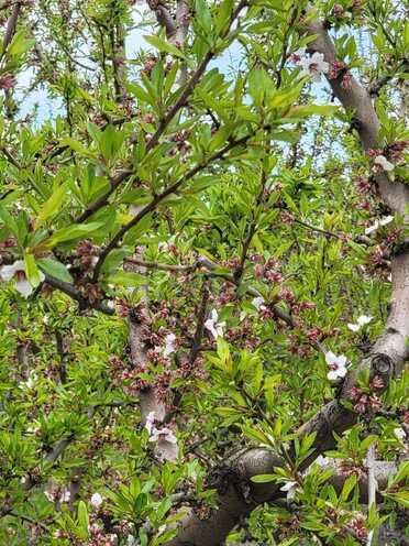 Продаётся  участок 800 сот, photo 22 from 25