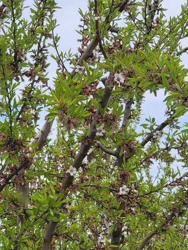 Продаётся  участок 800 сот, photo 5 from 25