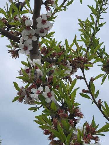 Продаётся  участок 800 сот, photo 7 from 25