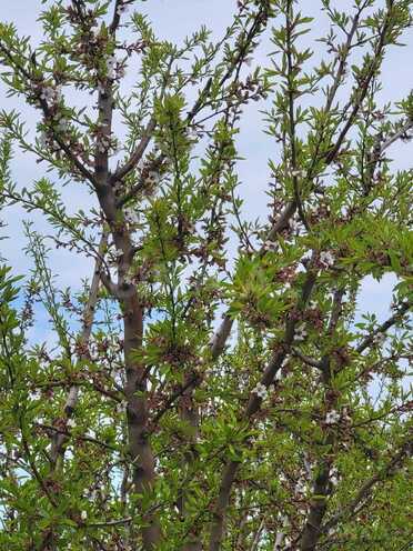 Продаётся  участок 800 сот, photo 21 from 25