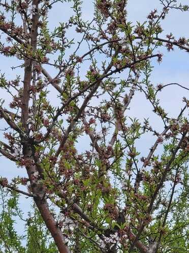 Продаётся  участок 800 сот, photo 19 from 25