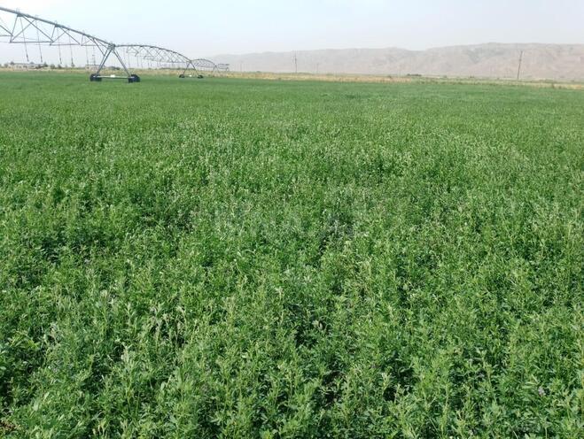 Satılır  torpaq 31 000 sot, photo 5 from 31