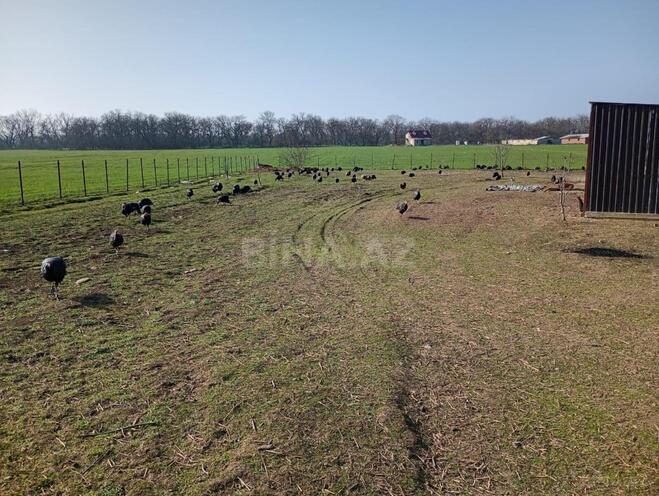 Продаётся  участок 1 000 сот, Низаминский  р., photo 5 from 6