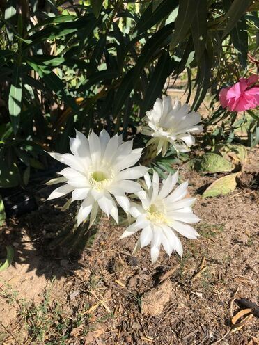 Сдаётся 7-комн. дом/дача 250 м², пос. Новханы, photo 10 from 20