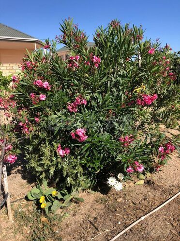 İcarəyə verilir 7 otaqlı həyət evi/bağ evi 250 m², Novxanı q., photo 3 from 21