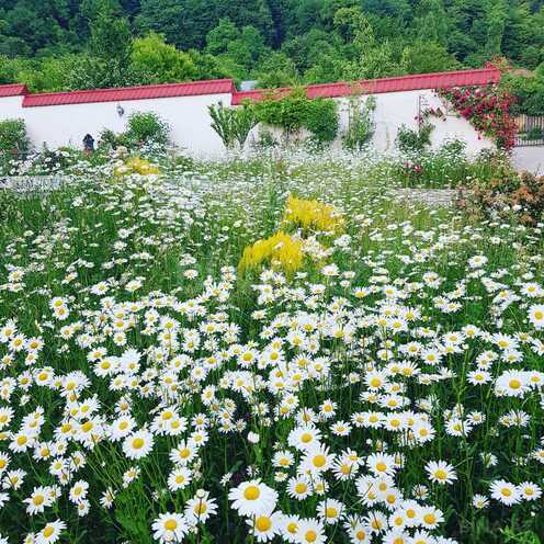 Satılır 5 otaqlı həyət evi/bağ evi 400 m², photo 4 from 21