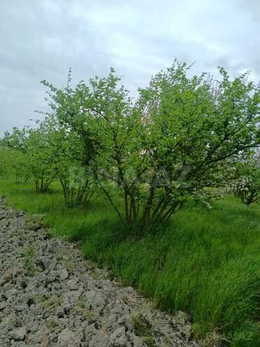 Satılır  torpaq 1.3 sot, Xaçmaz r., photo 5 from 9