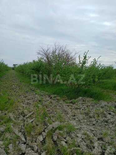 Satılır  torpaq 1.3 sot, Xaçmaz r., photo 4 from 9