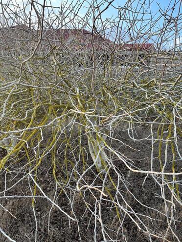 Satılır  torpaq 7 sot, Dübəndi q., photo 5 from 9