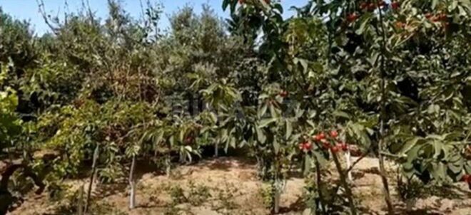 Satılır  torpaq 12 sot, Görədil q., photo 5 from 6