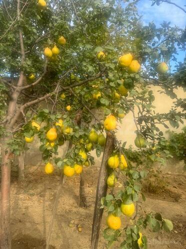 Продаётся 5-комн. дом/дача 220 м², пос. Новханы, photo 7 from 23