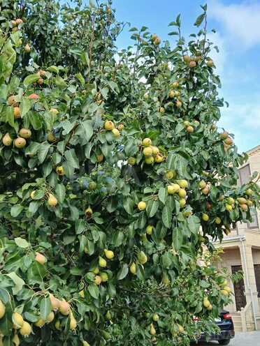 Продаётся 6-комн. дом/дача 400 м², пос. Новханы, photo 6 from 22