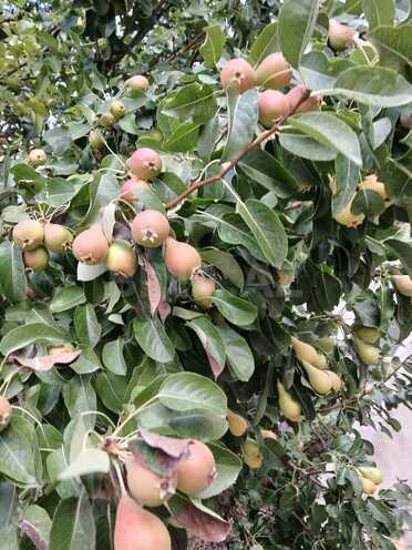 Продаётся 6-комн. дом/дача 400 м², пос. Новханы, photo 5 from 22