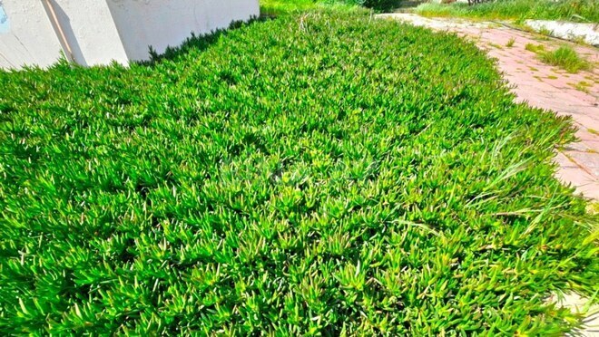 Продаётся  участок 25 сот, пос. Мардакан, photo 17 from 24