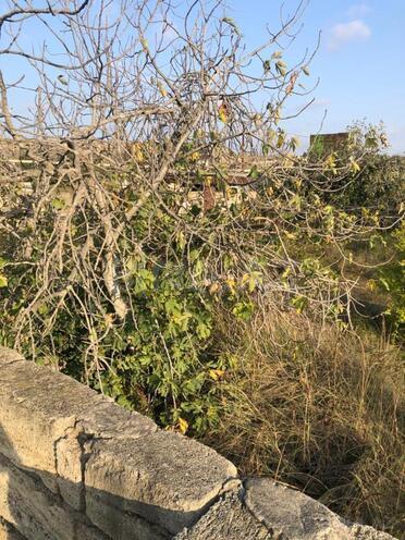 Продаётся  участок 12 сот, пос. Нардаран, photo 12 from 15