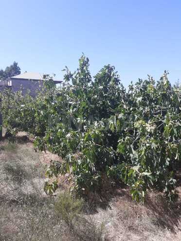 Satılır  torpaq 15 sot, Novxanı q., photo 8 from 9