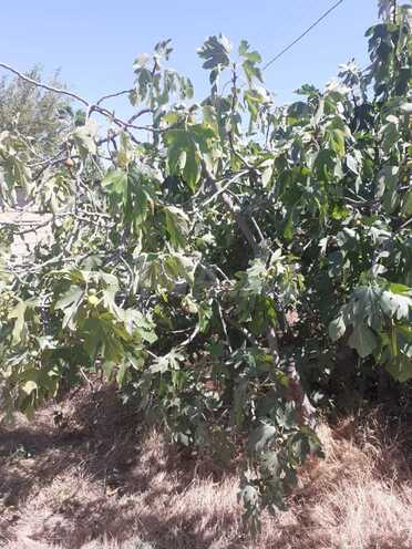 Satılır  torpaq 15 sot, Novxanı q., photo 4 from 9