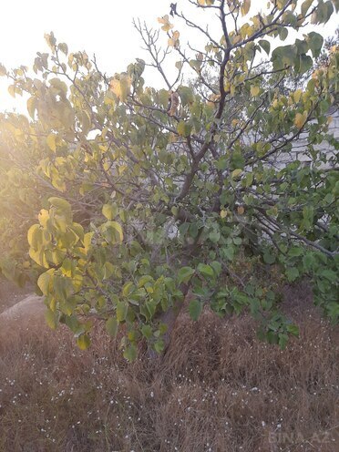 Продаётся  участок 12 сот, пос. Вишнёвка, photo 4 from 28