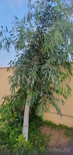 Satılır 5 otaqlı həyət evi/bağ evi 200 m², Dübəndi q., photo 13 from 22