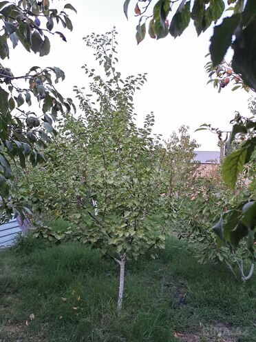 Продаётся 3-комн. дом/дача 80 м², photo 13 from 20